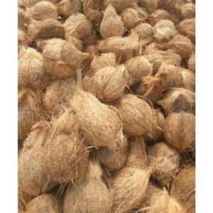 Semi Husked Coconut – Large (650g)