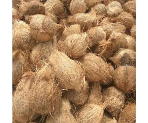 Semi Husked Coconut – Large (650g)