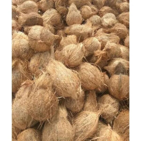Semi Husked Coconut – Large (650g)