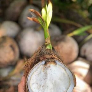 Sprouted Coconut