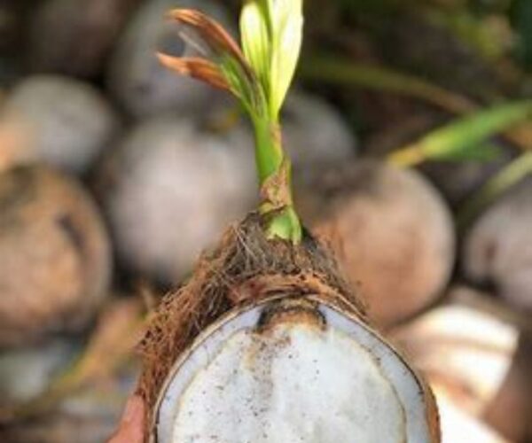 Sprouted Coconut