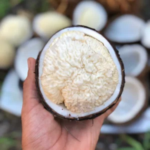 Sprouted Coconut