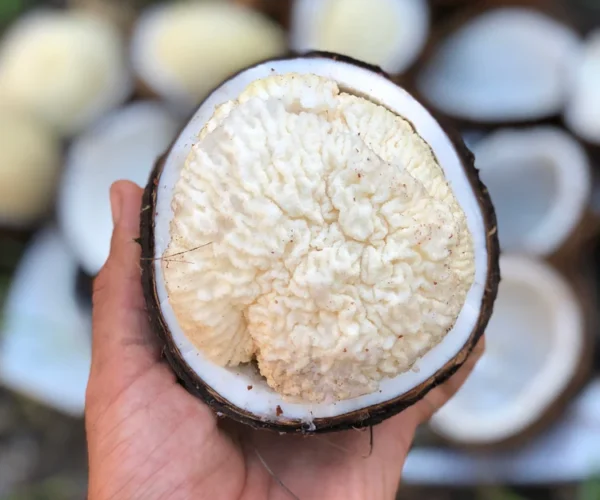 queens_bread_sprouted_coco_fruit_1000x1000 queens_bread_sprouted_coco_fruit_1000x1000