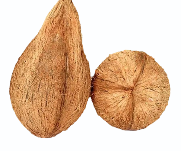 semi-husked-coconut semi-husked-coconut